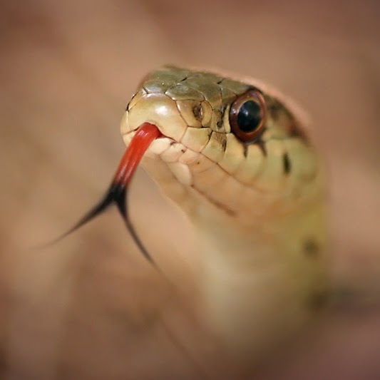 White Wolf Snake Medicine What Snake Can Teach Us?