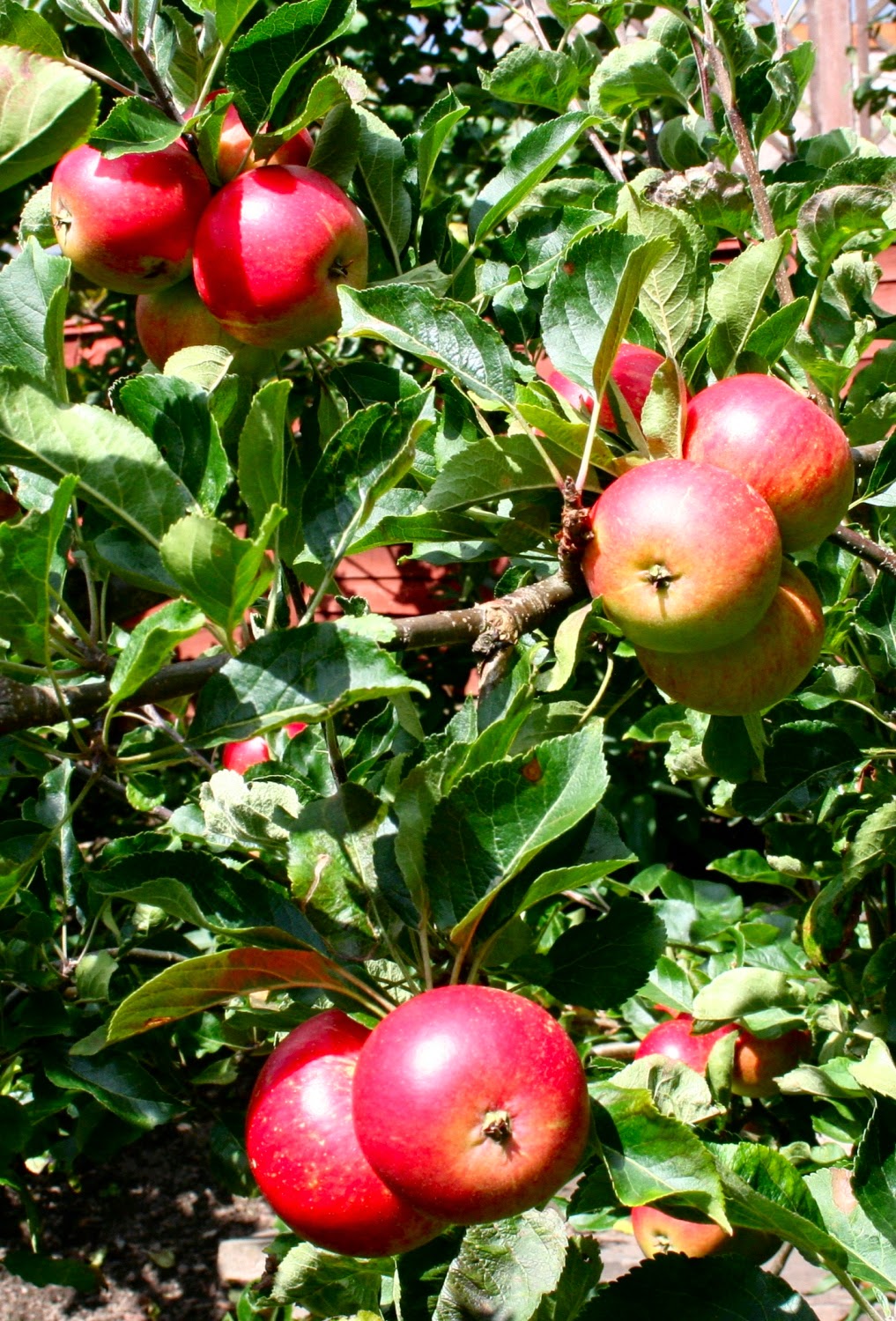 Scottish Artist and his Garden FRUIT CROPS