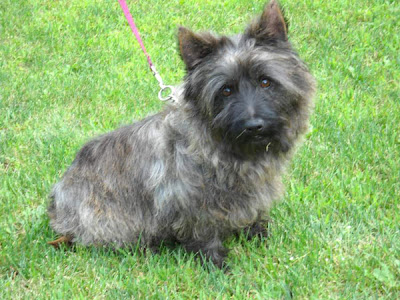 Cairn Terrier Puppy