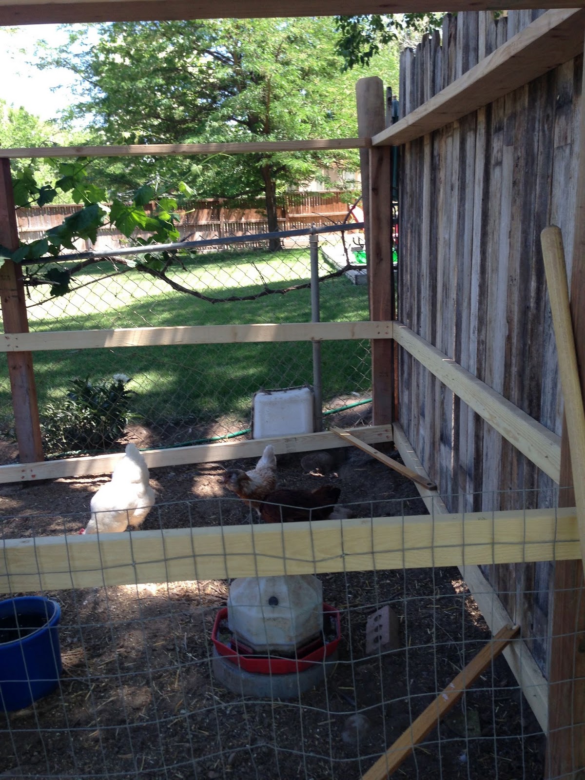 Thy Word New chicken pen/ poultry prison!