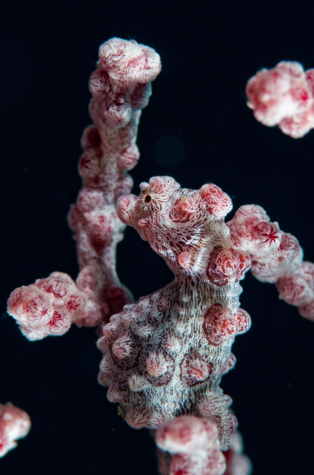 Pygmy seahorse at Malapascua exotic island dive resort Pygmy seahorse at Malapascua exotic island dive resort