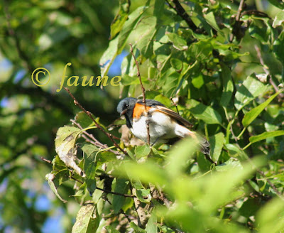 American Redstart Male in migration Currituck