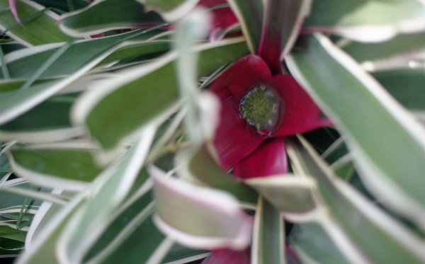 chat herouville saint clair