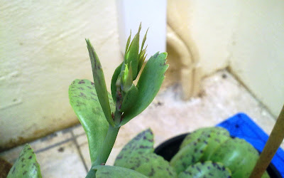 Kalanchoe Marmorata