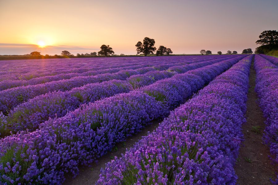 30 Most Colorful Flower Fields - Best Photography, Art ...