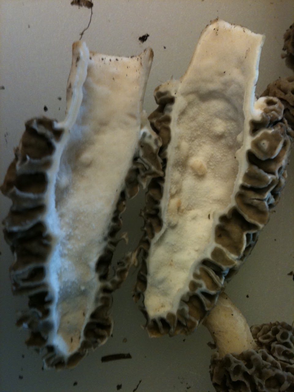 Easy Frugal Living One hour, 3 Humans, 52 Morels!