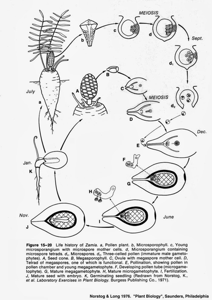 life cycle of cycas pdf