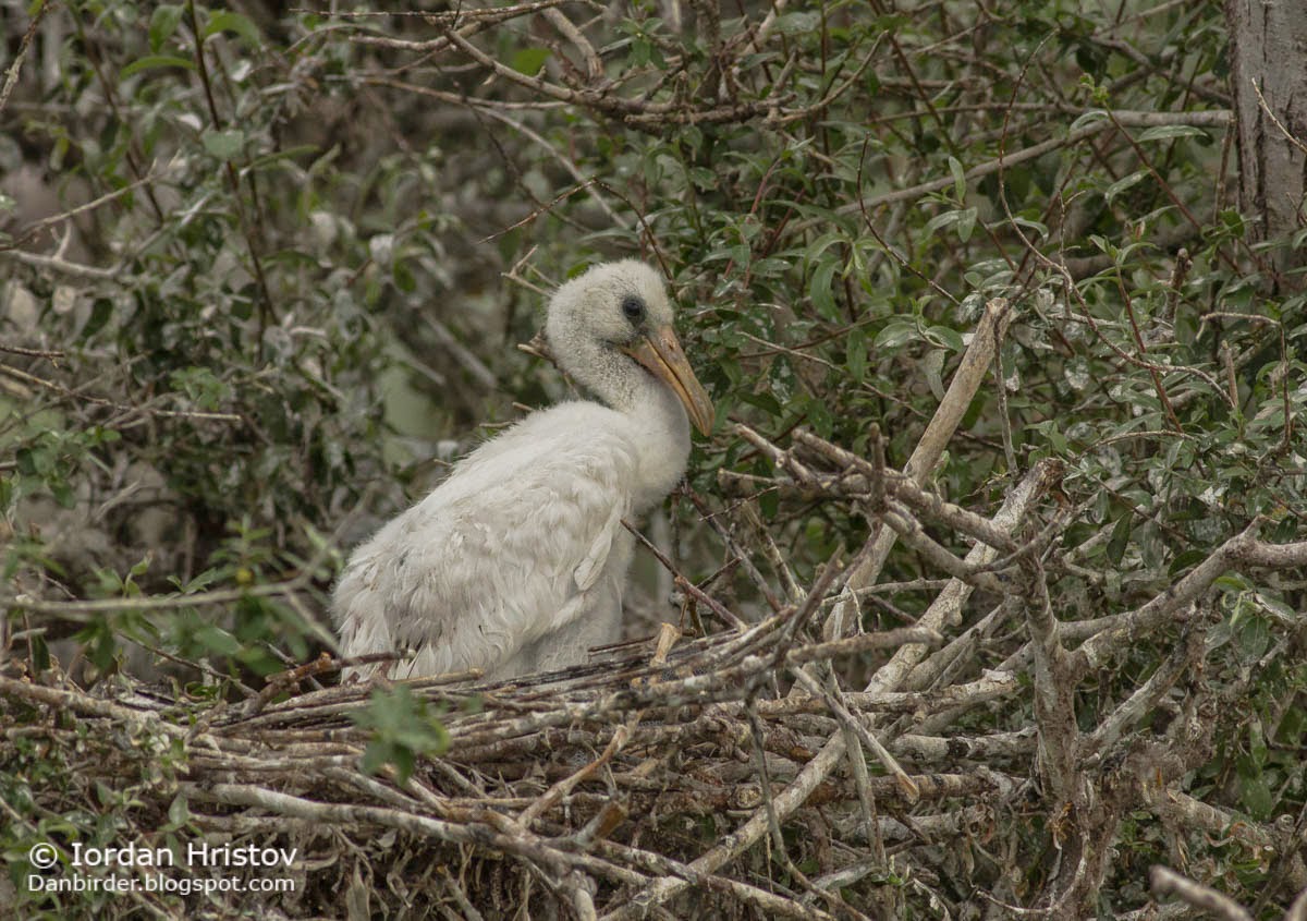 Spoonbill, copyright Iordan Hristov Spoonbill, copyright Iordan Hristov