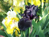 More Irises