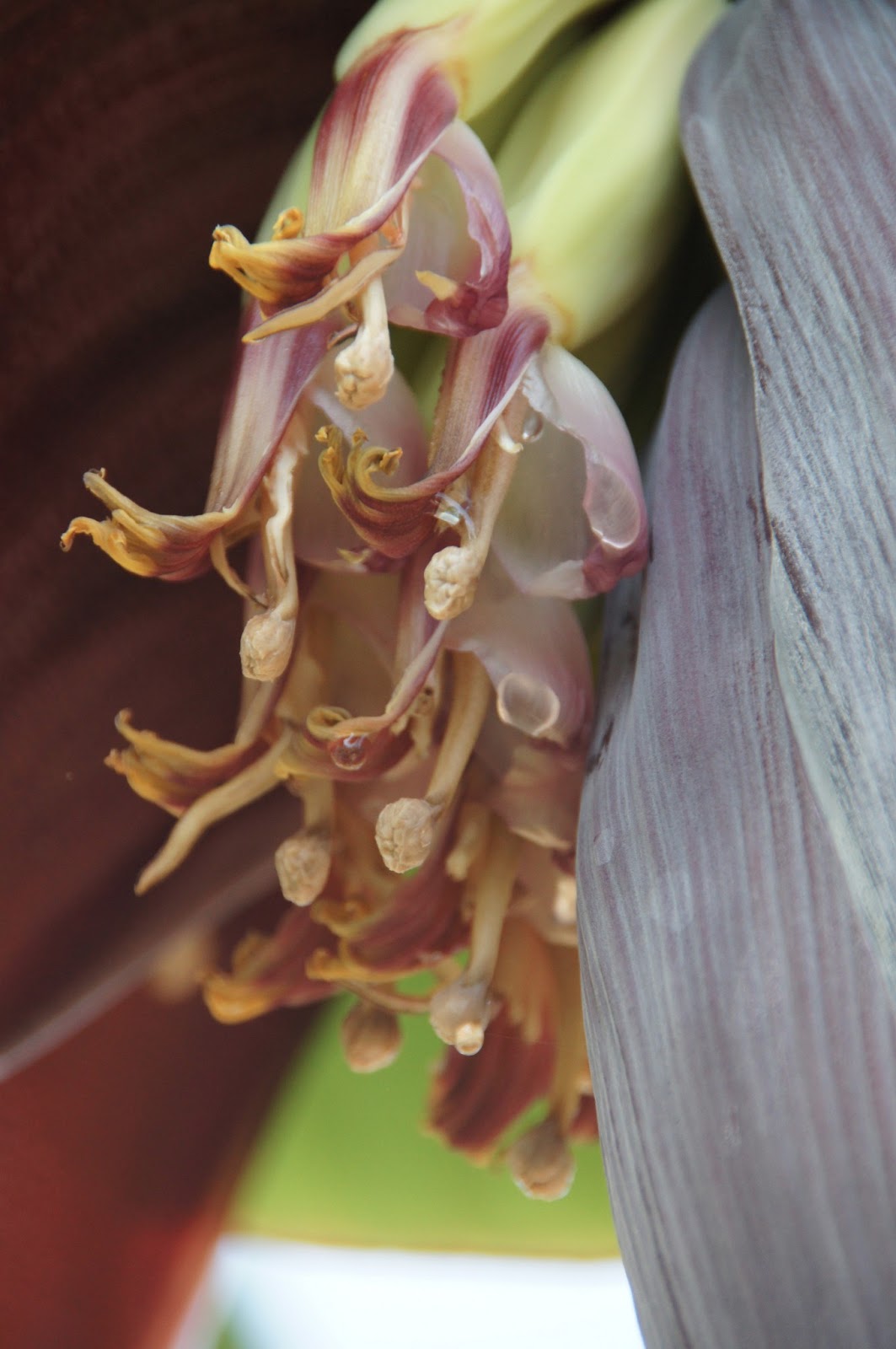 A Thinking Stomach Banana Blossom