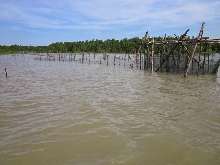 Ecosystem Alliance Indonesia Mengembalikan Kawasan Hutan Mangrove Di Desa Sungai Itik Jambi