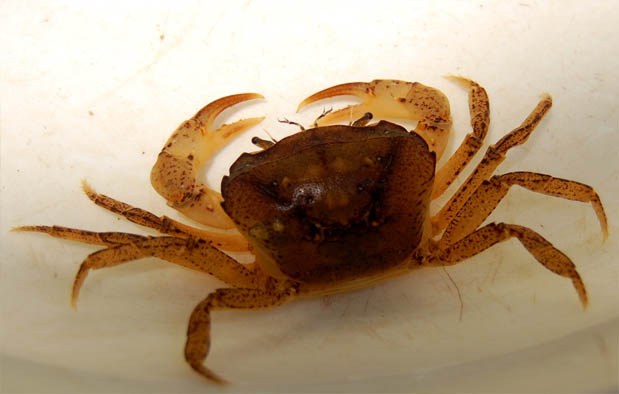 3 Cara Menangkap Tuyul yang Paling Unik Pengalaman Saya!