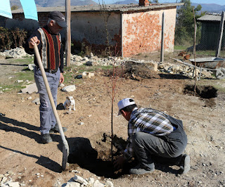 The trees are planted! The trees are planted!