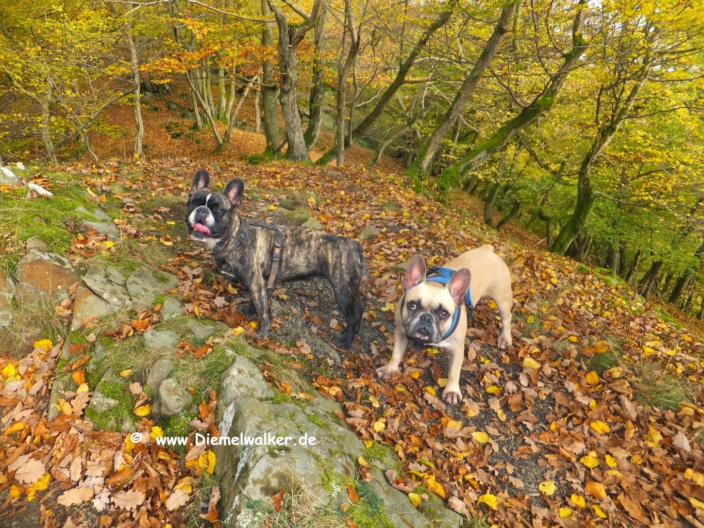 471 478 Tag Katalanenwochenende Am Edersee Hundeblog My Gubacca Gos D Atura Catala