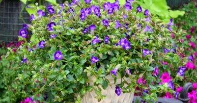 Loropetalum Chinese Fringe Flower Shrubs