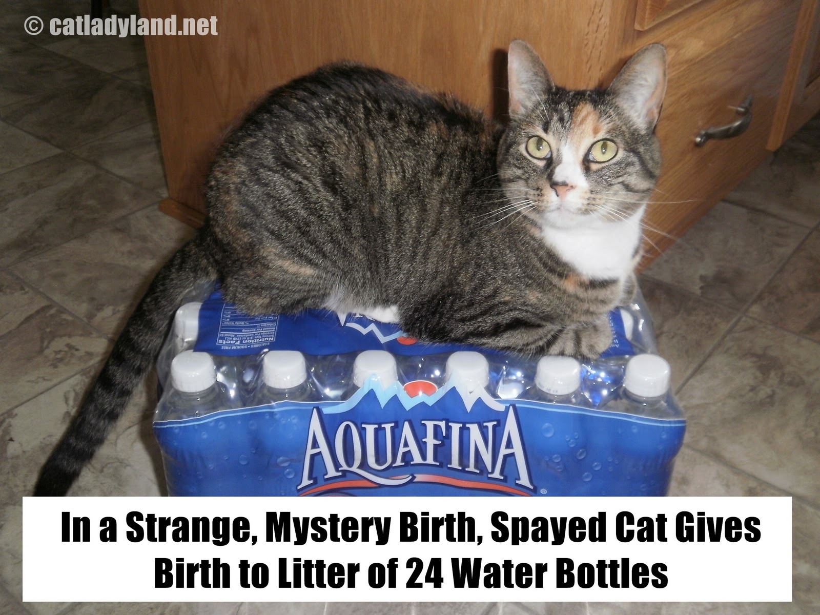 Catladyland Cats are Funny Cat Gives Birth to Litter of 24