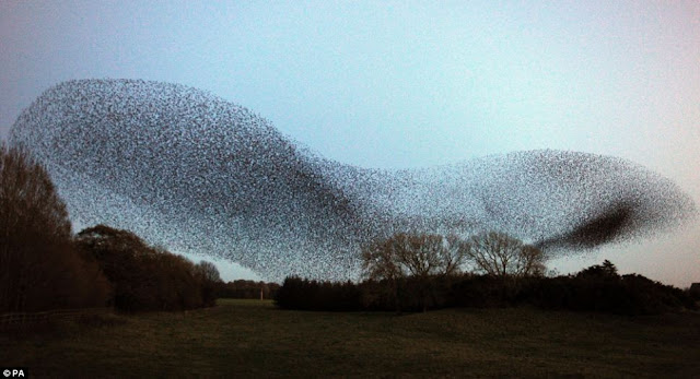 آلاف الطيور تقوم بعروض هوائية مدهشة كأنها جسد واح Murmurating+starlings+04