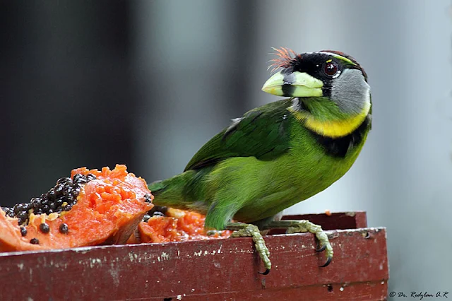 Bird feeder at Shahzan Inn Fraser's Hill