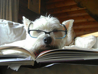 Funny DOG Pictures