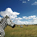 Análisis: Afrika (Playstation 3) - El gran safari fotográfico que pudo ser