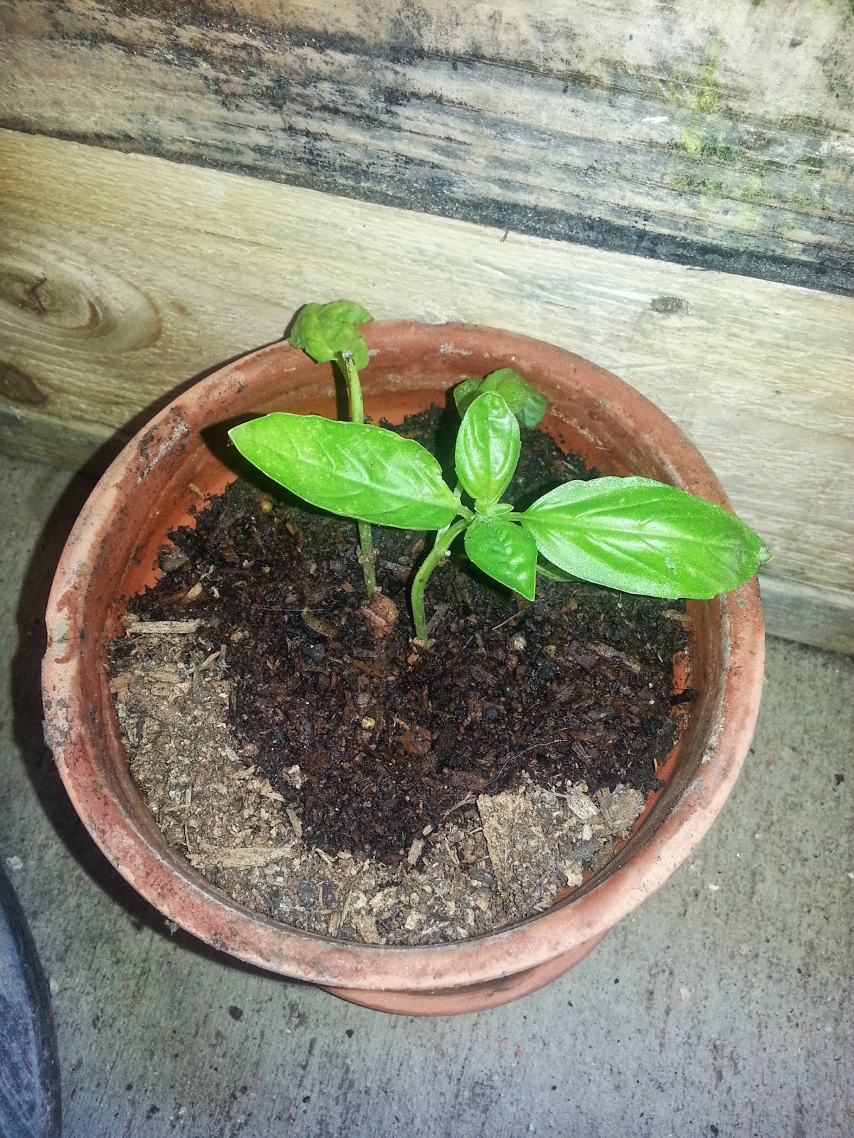 Katie's Pantry Partners Sprouting Basil A great way to start a garden!