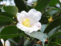 白色の雪中花。 白色の雪中花。