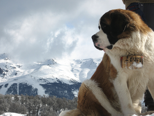 Saint Bernard dog breed info