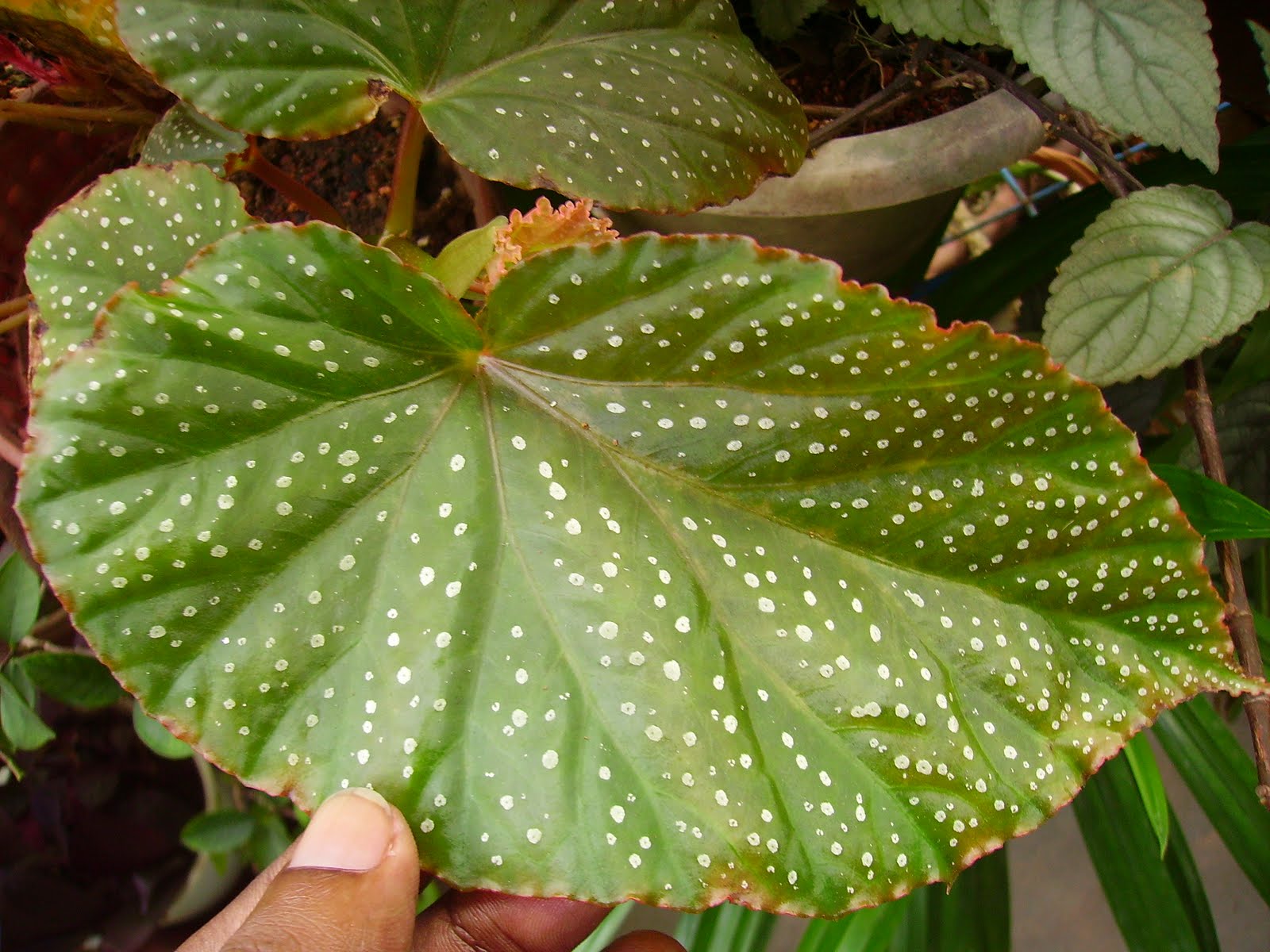 Garden Chronicles Begonia Species