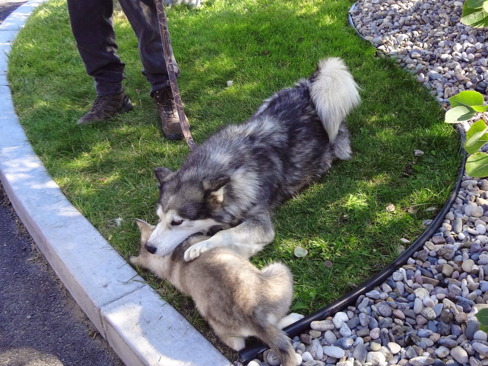Malamute, Mia, playing with her puppy.