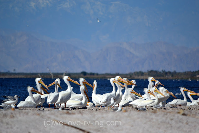 The white pelicans are gathered together at the waters edge