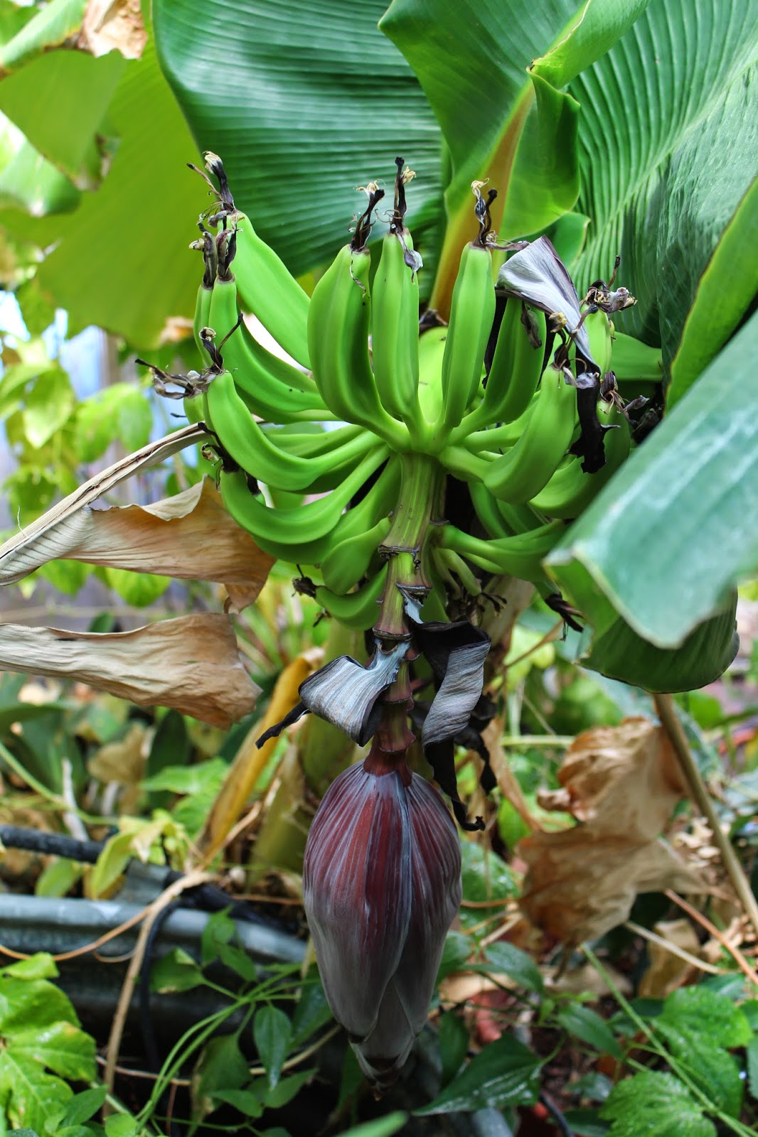 Edible Tropicals How to Propagate Bananas