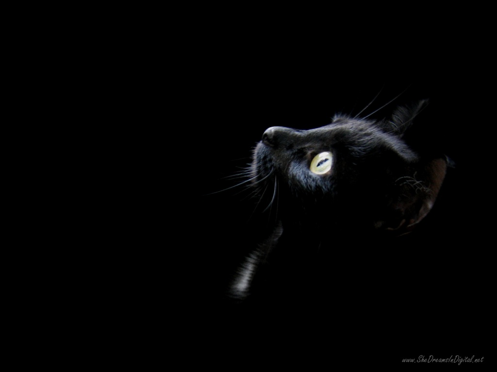 http://4.bp.blogspot.com/-W8skZXL2RS4/TpEjMKKn0jI/AAAAAAAAAAM/oL70kD5uacU/s1600/black-cat-head-wallpapers_3110_1024.jpg