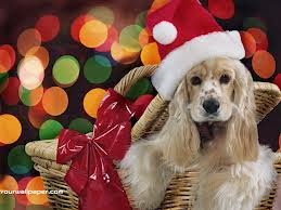 Frasi gatti veloci pandorini facili melania cani celebri cavarzereinfiera ruggini zampette Ma Come Mi Vesto?: Buone feste! Happy Holidays!