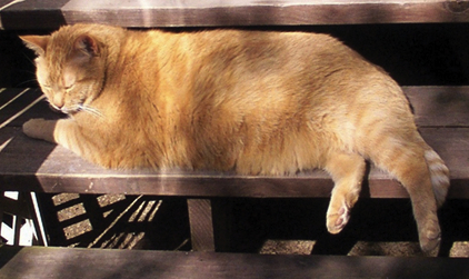 Steroid induced diabetes in cats