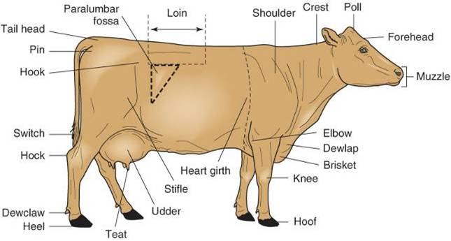 Merrily's Animal Science Journal: Notes from Veterinary Medical Terminology