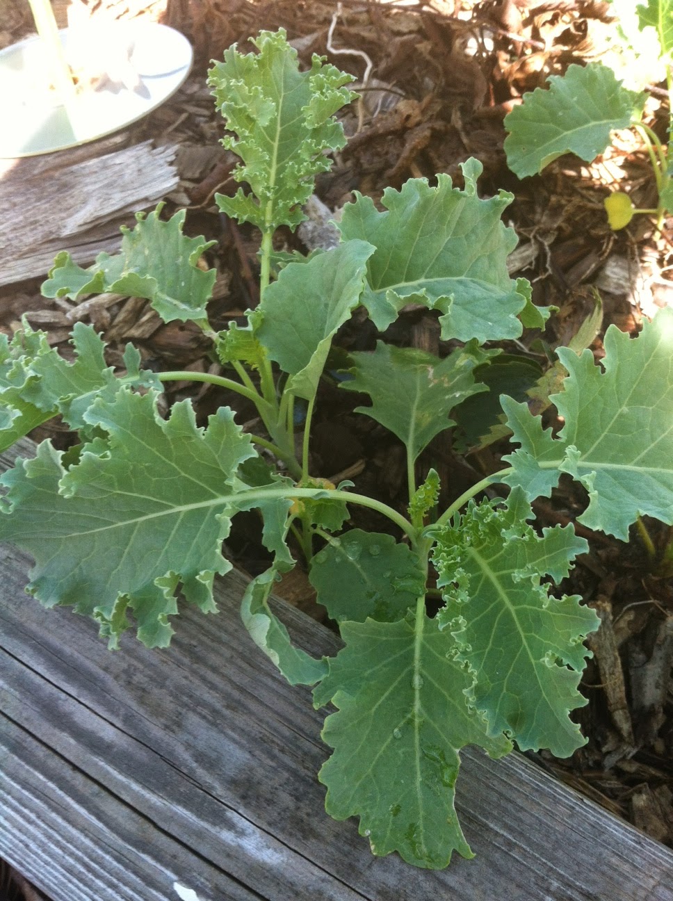 Kale You Can Grow That!