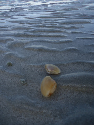 Seashells at UAE's best private beach