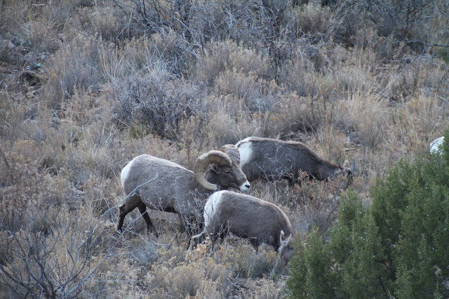 Arizona+Bighorn+Sheep+Photos+by+Jay+Scott+Outdoors+and+Colburn+and+Scott+Outfitters+11.JPG