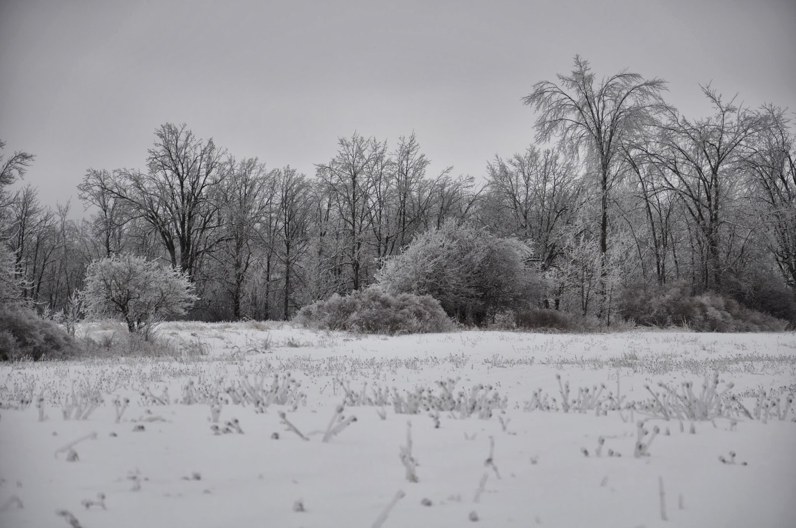 Pat's Tracks Kingston, Ontario Ice Storm December 2013 Over 40 hrs