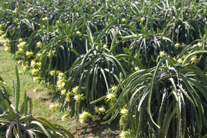 Flowers of dragon fruit trees Flowers of dragon fruit trees