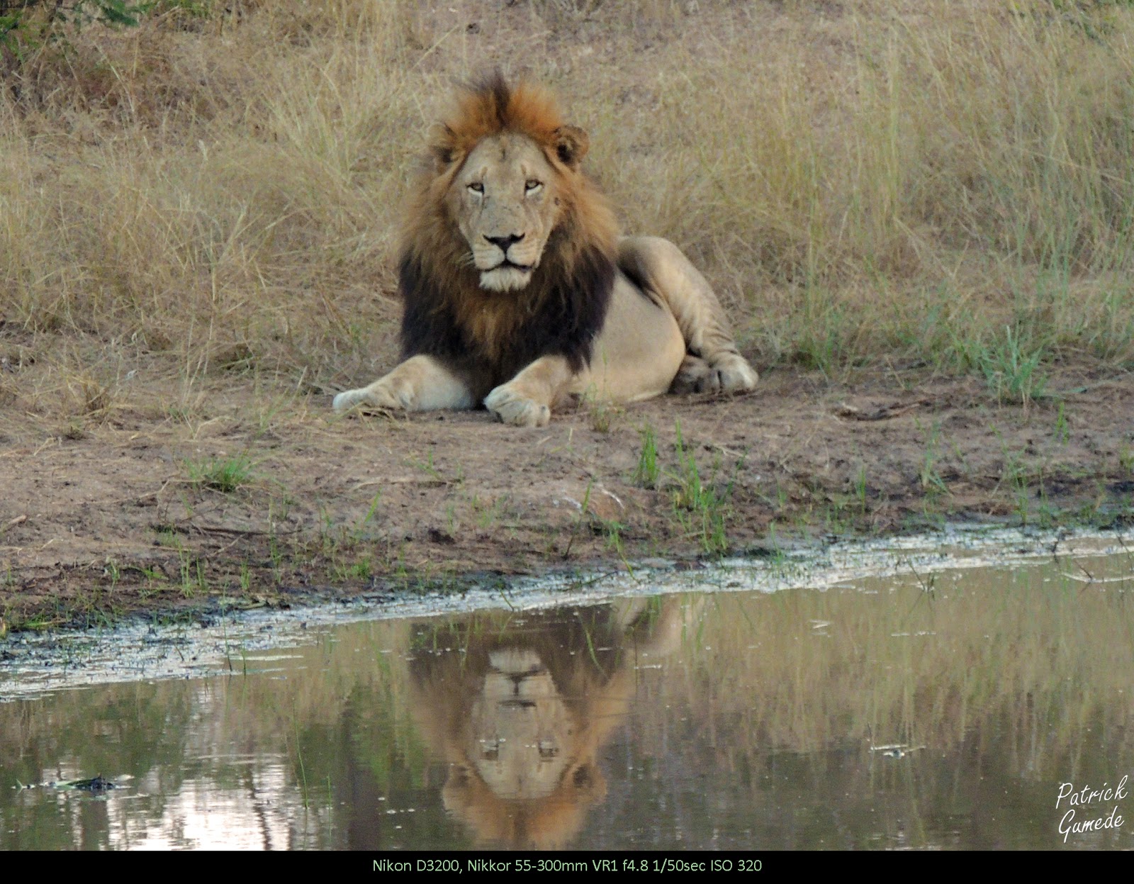 The Matimba coalition