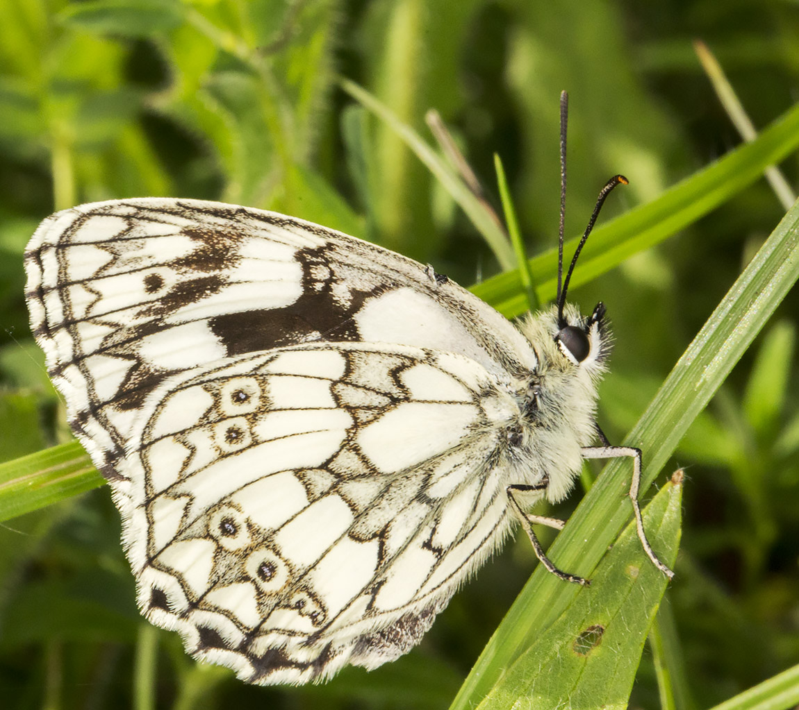 Marbled White, Melanargia galathea. Downe Bank, 12 June 2014. Marbled White, Melanargia galathea. Downe Bank, 12 June 2014.
