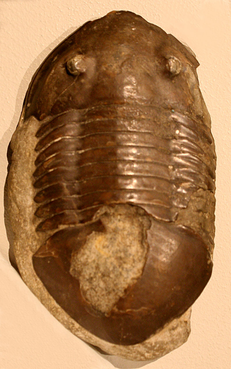 Louisville Fossils and Beyond Isotelus maximus Trilobite Fossil