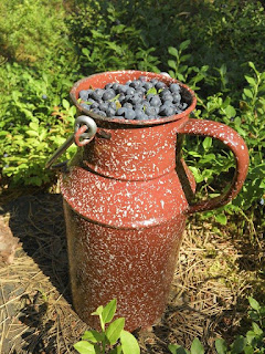 Waldheidelbeeren im alten Milchkrug Waldheidelbeeren im alten Milchkrug