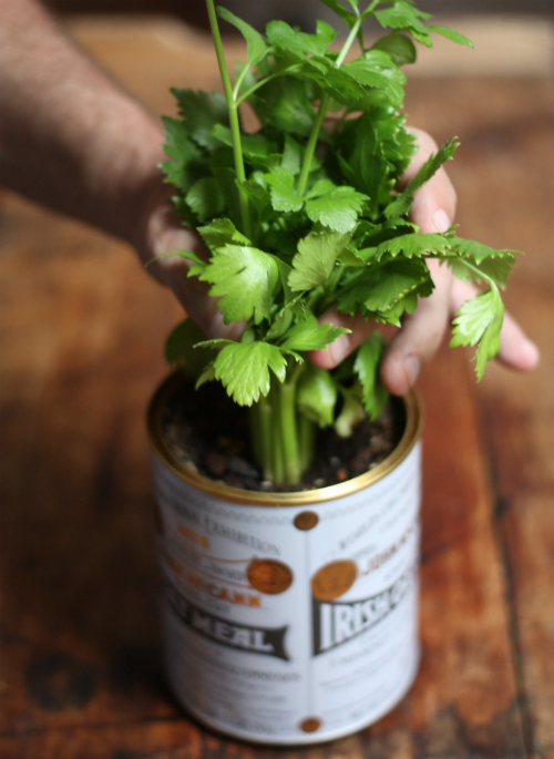 Celery Plant Update & Rikrak Studio MiniSeries 17 Apart