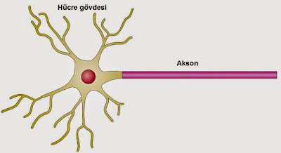 akson nedir, axon