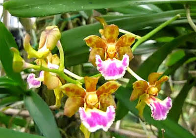 HOA GIEO TỨ TUYỆT - Page 24 Lan%2Bgi%C3%A1ng%2BH%C6%B0%C6%A1ng%2Bqu%E1%BA%A1t%2B%28Aerides%2Bflabellata%29%2Bhoa