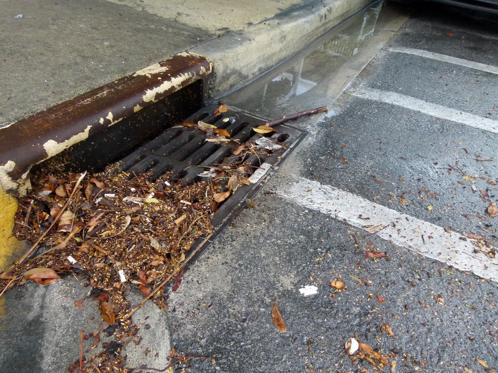 Key West vacation and visit guide Key West rain, why it’s fun and 4