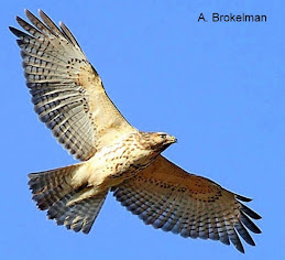 Red-shouldered Hawk (juvenile)