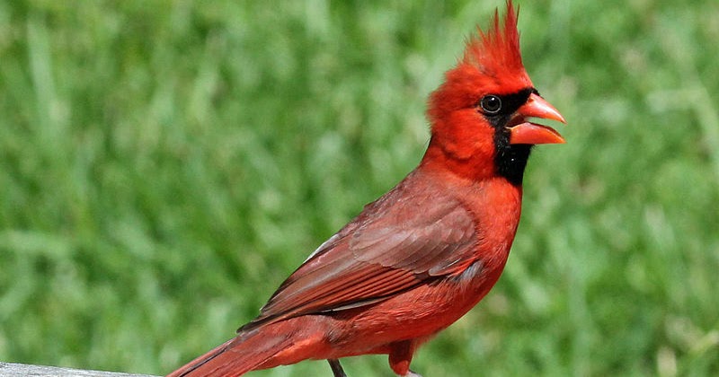cardinal 7 jordans